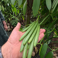 Vanille Planifolia Mus - Gewürze online kaufen Altes Gewürzamt