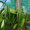 Vanille Planifolia Mus - Gewürze online kaufen Altes Gewürzamt